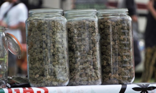 New York's Cannabis on hold after a court injunction
