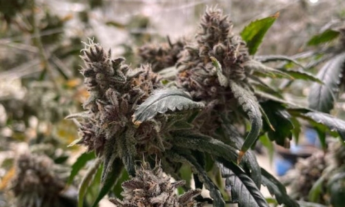 New regulations aim to level the Marijuana playing field in Massachusetts 