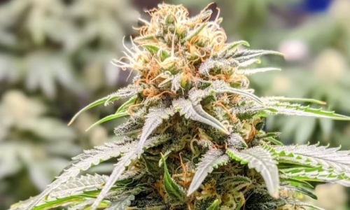 Ocean View considers prohibition of Marijuana sales