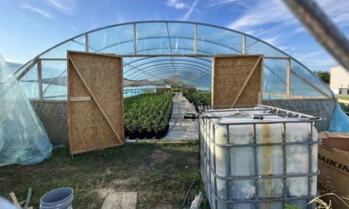 Oklahoma-grown Marijuana fuels the black market in other states