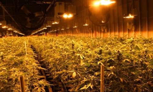 Police seize $100M of Cannabis during shutdown of illegal grow op