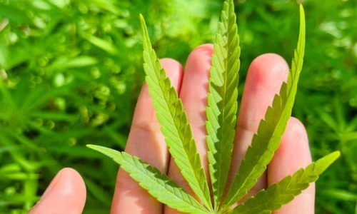 Pot prices have tanked. Dispensaries are closing. Is a great crash coming?