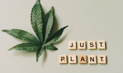 Predictions for future Federal Cannabis Laws