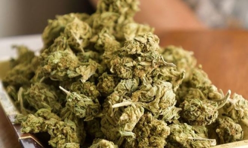 Santa Barbara County to add fee on Cannabis operators to pay for data access