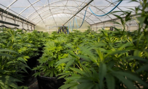 State auditor launches inquiry into Missouri Marijuana program