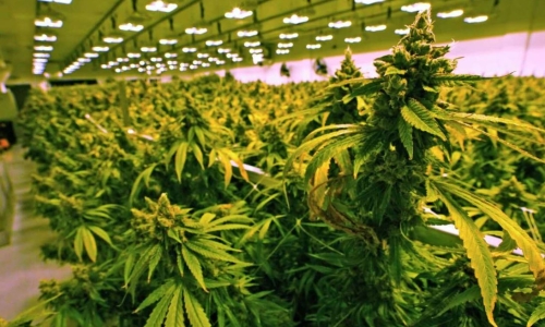 Stratford approves cannabis production facility, snack-maker in boost to adult-use industry