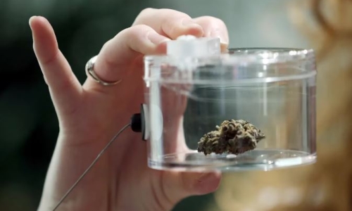 Too many Cannabis shops, too much production: the industry’s perennial problem