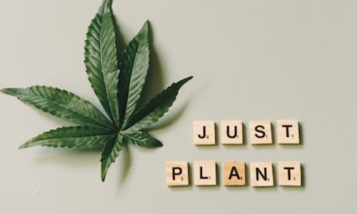 U.S. Lawmakers file bill to ease Federal employment restrictions on Cannabis use