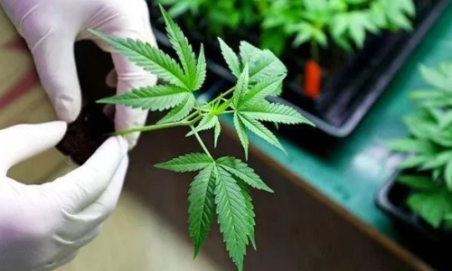 UK sponsoring seminars on Medical Cannabis