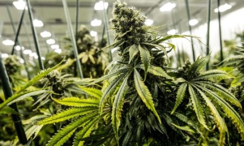 US health agency recommends easing federal restrictions on Marijuana