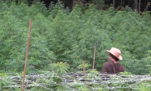 Vermont’s Cannabis industry looks ahead after a strong first year