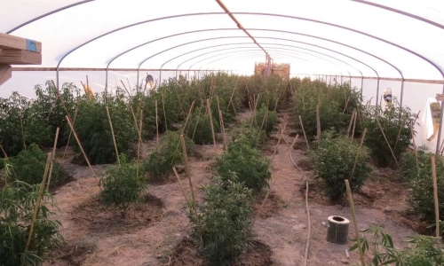 1,591 illegal Marijuana plants seized in Southern Oregon warrant search