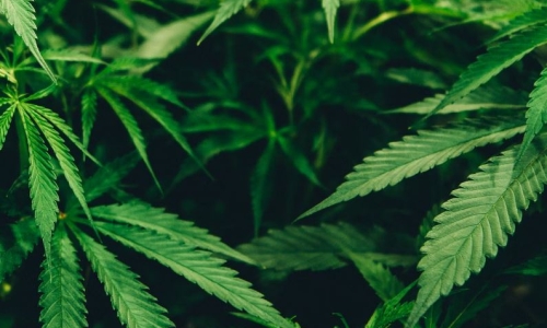 BC Cannabis firms who claim illegal shops on reserves cost them millions lose lawsuit against province