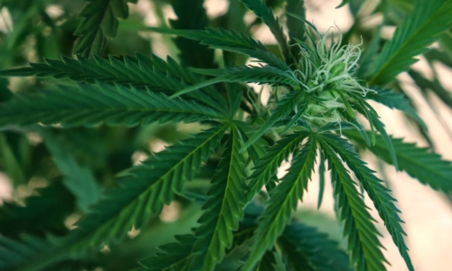 California bill that would legalize Cannabis cafes hits new milestone