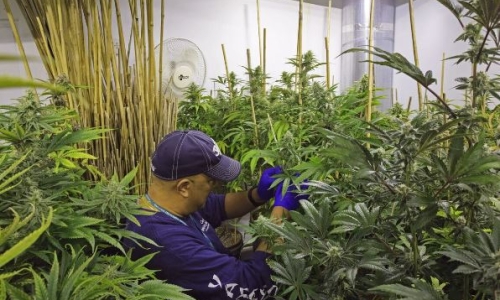 Cannabis Industry enjoys a rare moment of Progress