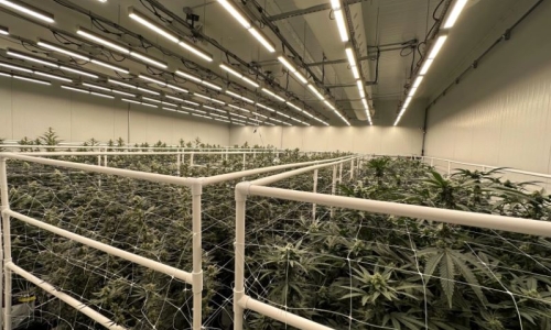 Cannabis groups question approval of Medical Marijuana program repeal petition