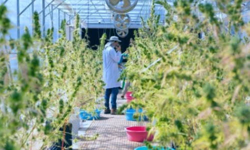 Cannabis sales top $5B in Massachusetts