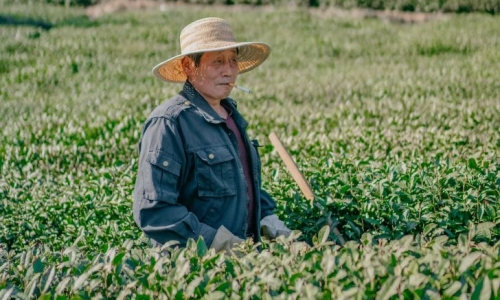 Chinese immigrants in US sue over forced labour at Marijuana operation
