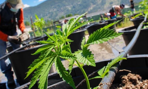 Christina Lake Cannabis announces repayment of Convertible Debenture