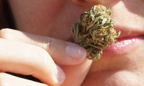 Connecticut Cannabis sales continue to rise in August with $25M in Sales