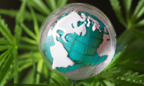 How humans brought Cannabis to every corner of the globe