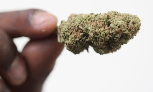 Is Marijuana on the verge of a legal revolution?