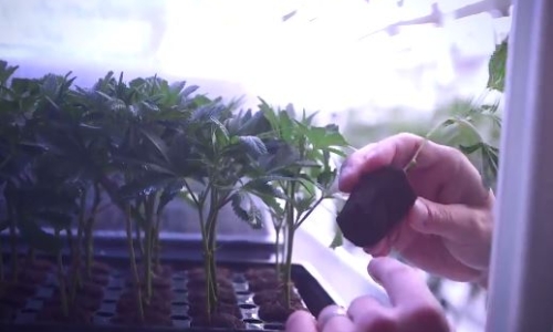 Is NJ legal Weed's explosive growth slowing down? Inside the 'tug of war' over Cannabis