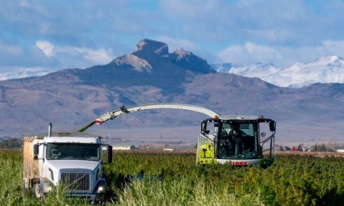 Lawmakers want to ban delta-8 but not the Hemp industry