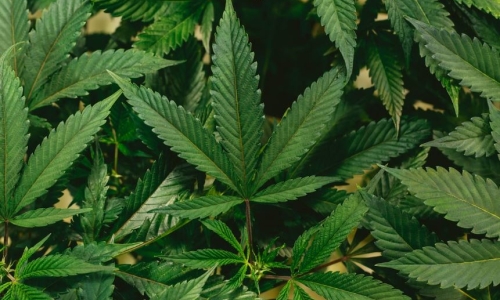Lawsuit accuses Arkansas law firm of misconduct in early days of Medical Marijuana