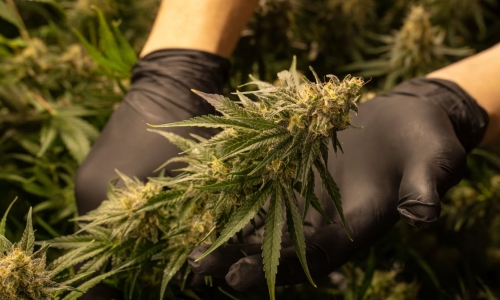 Litigation regarding Alabama Medical Cannabis Commission needs to come to a head