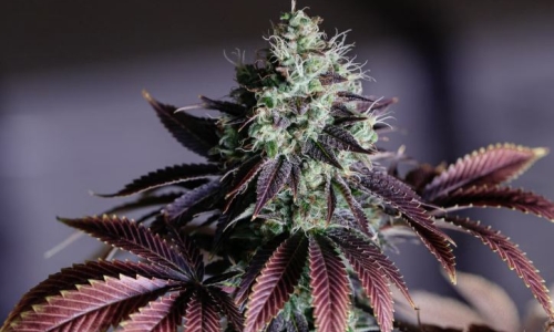 Marijuana reclassification is long overdue