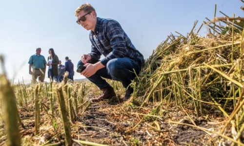 Minnesota field day shows potential for growing Hemp in region