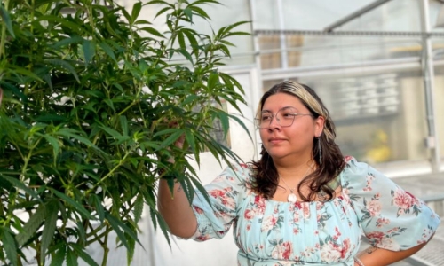 Missouri colleges expand Cannabis programs to prepare students for ‘green jobs’