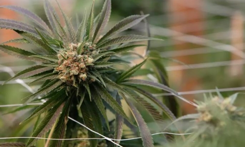 Mysterious Pot proposal called ‘evil genius’ by critics