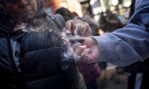 NY’s testing failures expose legal Weed consumers to unsafe Cannabis