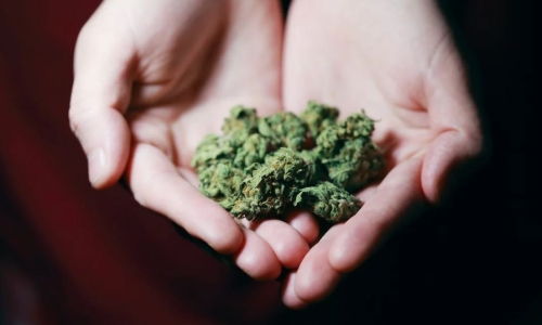New York Cannabis regulators expand Licenses