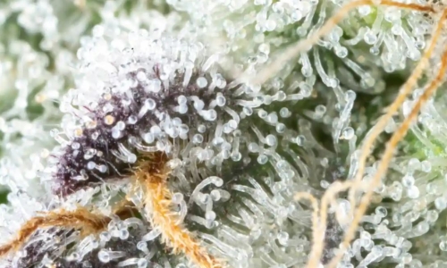 North Carolina tribe votes to Legalize Recreational Cannabis