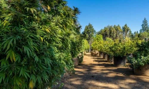 Number of licensed Hemp farms in Kansas decreases from 200 to 41