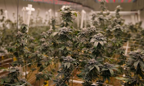 Oklahoma Supreme Court declines challenge to Marijuana license fee increases