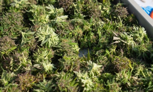Oklahoma officials seize thousands of pounds of Marijuana