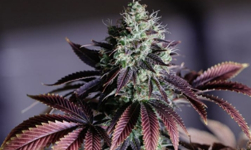 Recent federal move to reclassify Cannabis benefits everyone