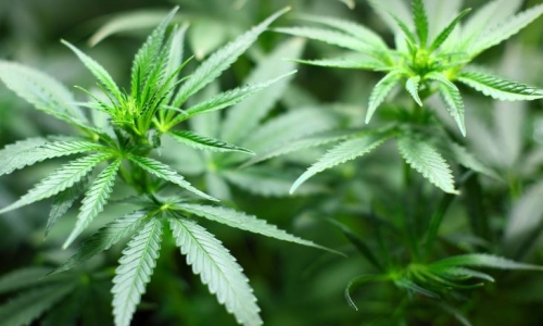 Recreational pot in Ohio could generate hundreds of millions in taxes