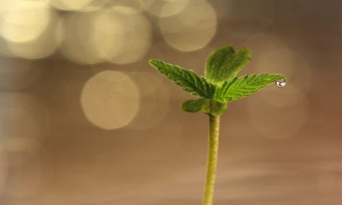 Rescheduling Cannabis will reduce stigma, increase research and encourage innovation