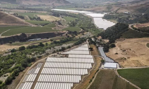 Santa Barbara’s wine industry declared war on Weed and Pot is winning