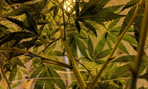 Silver Therapeutics to add Cannabis manufacturing wing at Brunswick cultivation facility