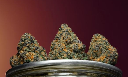 The sustainability of Cannabis Bull Run