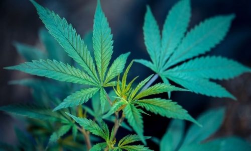 Who is campaigning against Recreational Marijuana, and how?