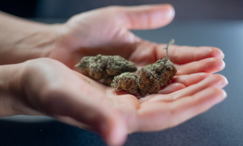 Alabama establishes regulations to move Cannabis Licensing forward