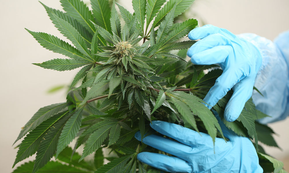 Top Performing Cannabis Grow Facilities