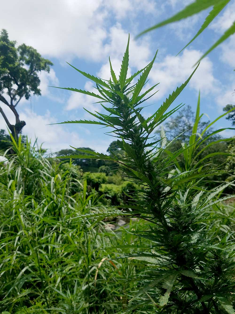 Cannabis growing in the US Virgin Islands